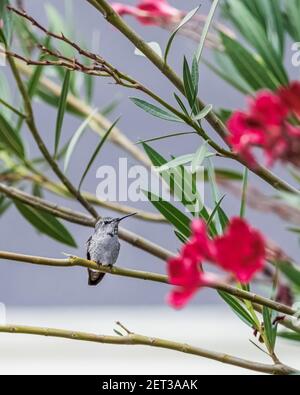 Annas Kolibri thronte auf einem Baumzweig, Kalifornien, USA Stockfoto