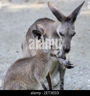 Nahaufnahme von Kangaroo mit seiner jungen, Port Douglas, Far North Queensland, Queensland, Australien Stockfoto