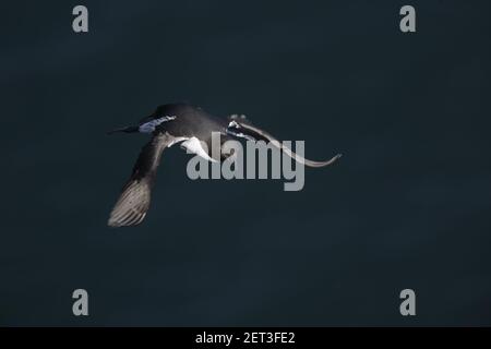 Guillemot - auf dem Land auf brütenden Klippen Uria aalge Fowlsheugh RSPB Reserve Grampian, UK BI010022 Stockfoto