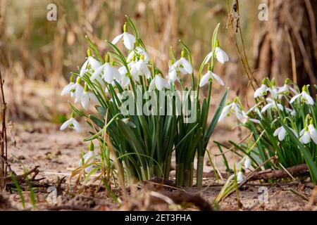 Schneeglöckchen wachsen im Sand eines Flussufers, auch Galanthus nivalis oder Schneegloeckchen genannt Stockfoto