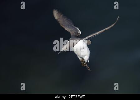 Razorbill - kommt nach Alca torda Fowlsheugh RSPB Reserve Grampian, UK BI010128 Stockfoto