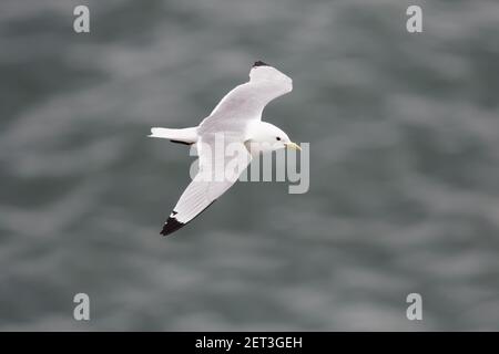 Kittiwake - im FlugLarus tridactyla Fowlsheugh RSPB Reserve Grampian, UK BI010056 Stockfoto