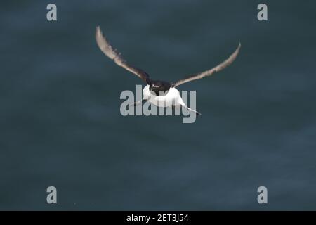 Razorbill - kommt nach Alca torda Fowlsheugh RSPB Reserve Grampian, UK BI010126 Stockfoto