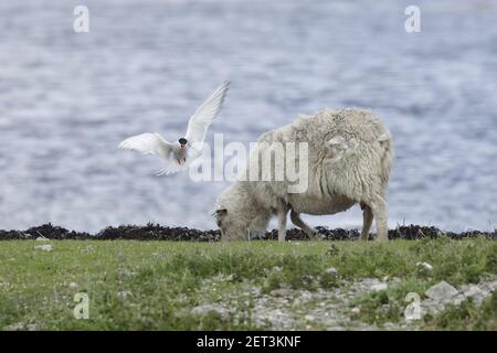 Arctic Tern - angreifende Schafe, die Zuchtgebiet betreten habenSterna paradieseae Shetland Festland, UK BI010225 Stockfoto