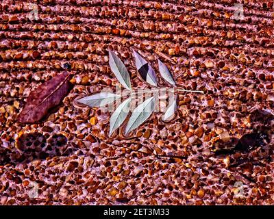 Floating Leaves, eine verkleinerte Nachbildung des Mississippi River, die Sie entlang gehen können. Es läuft Wasser durch die Replik, und diese Blätter Stockfoto