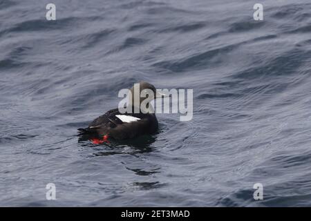 Black Guillemot - auf See Cepphos grylle Mousa Island Shetland Islands, UK BI010269 Stockfoto