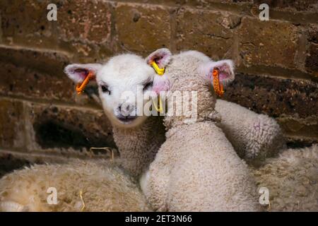 Nette neugeborene Shetland Schaf Lamm Zwillinge liegen auf Mutter Mutterschafe in Scheune, Schottland, Großbritannien Stockfoto