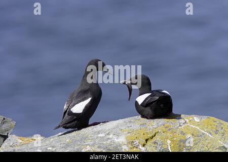 Black Guillemot - umwerben Paar mit Fisch Cepphos grylle Mousa Island Shetland Islands, UK BI010323 Stockfoto