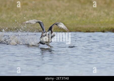 Red Throated Diver - Abheben vom Lochan Gavia stellata Unst, Shetland, UK BI010457 Stockfoto