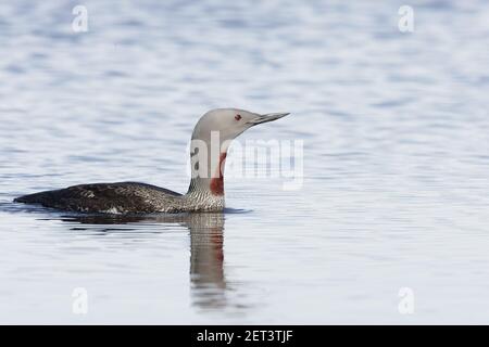 Red Throated Diver Gavia stellata Unst, Shetland, UK BI010497 Stockfoto