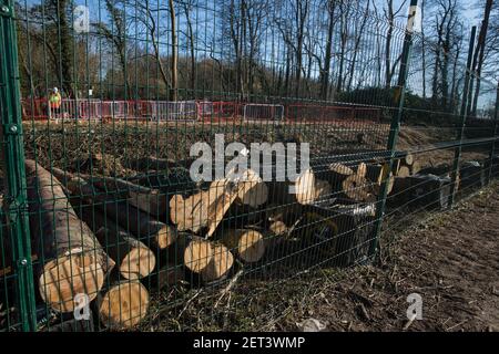 Wendover, Großbritannien. 28th. Februar 2021. In einem Waldgebiet neben der kleinen Dean Lane, die derzeit für die Hochgeschwindigkeitsstrecke HS2 freigelegt wird, sind gefällte Bäume abgebildet. Anti-HS2-Aktivisten besetzen weiterhin das Wendover Active Resistance Camp auf der gegenüberliegenden Seite der Bahnlinie vom Wald aus. Kredit: Mark Kerrison/Alamy Live Nachrichten Stockfoto