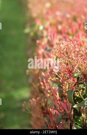 Photinia fraseri Busch Hecke verschwommen Hintergrund. Rote Spitzen der Weihnachtsbeersträucher. Stockfoto