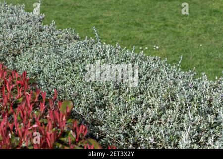 Photinia fraseri und buschige Germanderhecken. Rote Spitzen der Weihnachtsbeersträucher. Teucrium fruticans Pflanzen. Stockfoto