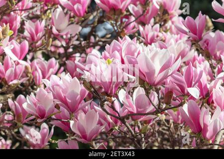 Rosa Magnolia liliiflora Blüten. Woody-Orchideebaum in voller Blüte. Stockfoto