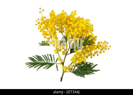 Mimosa Frühlingsblumen isoliert auf weiß. Silberner Ast aus Wasserbaum. Akazie dealbata gelb flauschige Kugeln und Blätter. Stockfoto