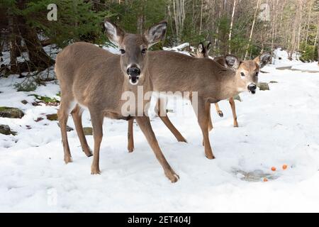 Hirsche im Winterwald von New Scotia. Wild Canada. Stockfoto