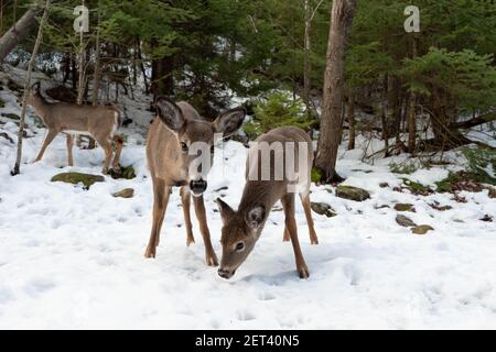 Hirsch im Winterwald. Tiere von Nordamerika. Stockfoto