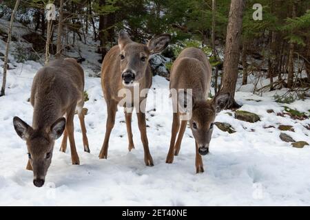 Niedliche Hirsche im Winter. Tiere von Nordamerika. Stockfoto