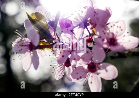 Frühe Blüte eines japanischen Kirschbaumes, Lyon, Frankreich Stockfoto