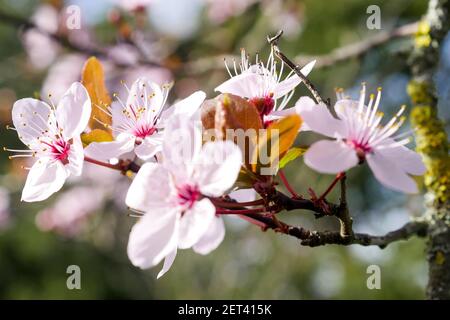 Frühe Blüte eines japanischen Kirschbaumes, Lyon, Frankreich Stockfoto