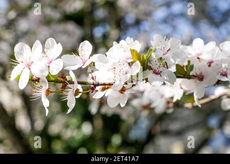 Frühe Blüte eines japanischen Kirschbaumes, Lyon, Frankreich Stockfoto