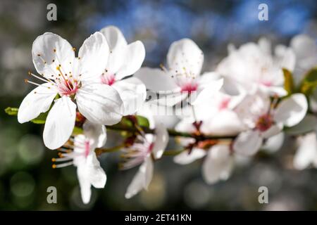 Frühe Blüte eines japanischen Kirschbaumes, Lyon, Frankreich Stockfoto