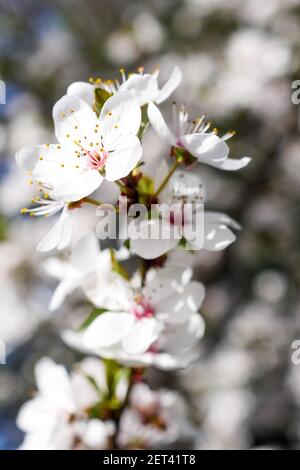 Frühe Blüte eines japanischen Kirschbaumes, Lyon, Frankreich Stockfoto