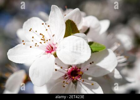 Frühe Blüte eines japanischen Kirschbaumes, Lyon, Frankreich Stockfoto