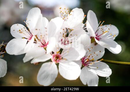 Frühe Blüte eines japanischen Kirschbaumes, Lyon, Frankreich Stockfoto