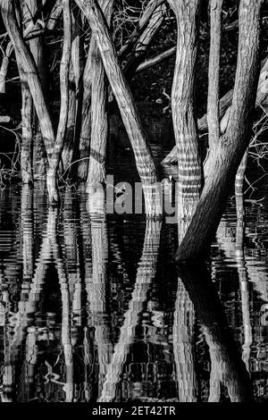 Schwarz-Weiß-Naturfotografie: Spiegelungen von Bäumen in überschwemmten Wäldern, Großbritannien. Stockfoto