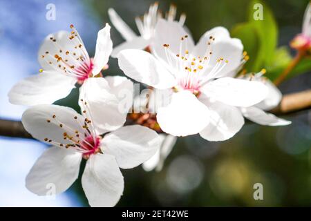 Frühe Blüte eines japanischen Kirschbaumes, Lyon, Frankreich Stockfoto