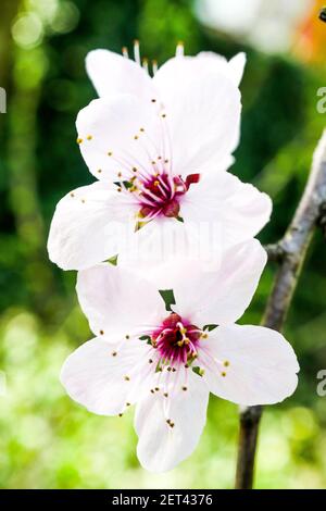 Frühe Blüte eines japanischen Kirschbaumes, Lyon, Frankreich Stockfoto