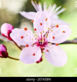 Frühe Blüte eines japanischen Kirschbaumes, Lyon, Frankreich Stockfoto