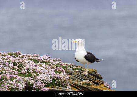 Große Schwarzrückenmöwe - auf Sparfüßler bedeckter NestsiteLarus marinus Noss Nature Reserve Shetland, UK BI010781 Stockfoto
