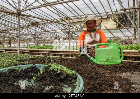 Bandung, Indonesien. März 2021, 01st. Ein Bauer bereitet in Bandung Salatsamen zum Verkauf vor. Nach Angaben der Zentralen Statistischen Agentur (BPS) erlebte die indonesische Wirtschaft im Februar 2021 eine Inflation von 0,10% oder eine jährliche Rate von 1,38%. Kredit: SOPA Images Limited/Alamy Live Nachrichten Stockfoto