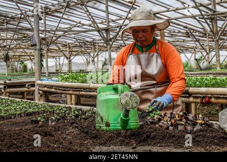 Bandung, Indonesien. März 2021, 01st. Ein Bauer bereitet in Bandung Salatsamen zum Verkauf vor. Nach Angaben der Zentralen Statistischen Agentur (BPS) erlebte die indonesische Wirtschaft im Februar 2021 eine Inflation von 0,10% oder eine jährliche Rate von 1,38%. Kredit: SOPA Images Limited/Alamy Live Nachrichten Stockfoto