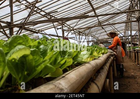 Bandung, Indonesien. März 2021, 01st. Ein Bauer bereitet in Bandung Salatsamen zum Verkauf vor. Nach Angaben der Zentralen Statistischen Agentur (BPS) erlebte die indonesische Wirtschaft im Februar 2021 eine Inflation von 0,10% oder eine jährliche Rate von 1,38%. Kredit: SOPA Images Limited/Alamy Live Nachrichten Stockfoto