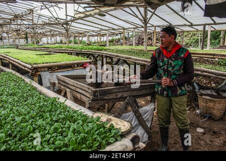 Bandung, Indonesien. März 2021, 01st. Ein Bauer bereitet in Bandung Pflanzmedien für Salatsamen vor. Nach Angaben der Zentralen Statistischen Agentur (BPS) erlebte die indonesische Wirtschaft im Februar 2021 eine Inflation von 0,10% oder eine jährliche Rate von 1,38%. Kredit: SOPA Images Limited/Alamy Live Nachrichten Stockfoto