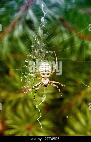 Nahaufnahme einer Wespenspinne auf einem Spinnennetz, Polen Stockfoto