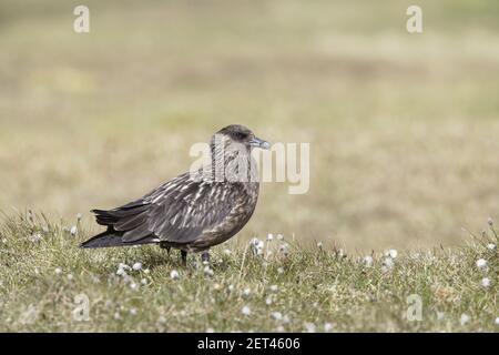 Great Skua - auf ZuchtgrundsCatharacta skua Hermaness Nature Reserve Unst, Shetland, UK BI010807 Stockfoto