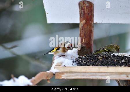 Der Europäische Goldfink, der Samen auf dem Futtergestell mit isst Kiefer Siskin Hintergrund auf dem Schnee Stockfoto