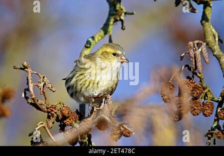 Weibliche Siskin, die sich im Wald von Erlen ernährt Stockfoto