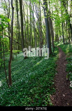 In den Cotswolds in der Nähe von Stroud, Gloucestershire, Großbritannien, erhebt sich ein Waldwanderweg durch wilde Knoblauchschwaden Stockfoto