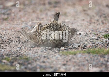 Skylark - Dustbaden Alauda arvensis Shetland Festland, Großbritannien BI010902 Stockfoto