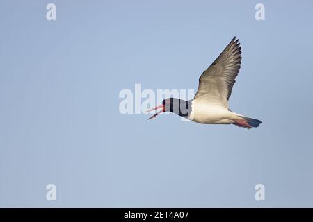 Austernfischer - Calling in flightHaematopus ostralegus Yell, Shetland, UK BI010931 Stockfoto