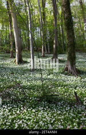 Bärlauch und Blaubauch im Wald der Cotswolds in der Nähe von Stroud, Gloucestershire, Großbritannien Stockfoto
