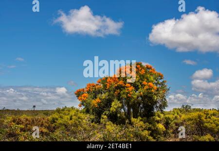 Westaustralischer Weihnachtsbaum in ländlicher Landschaft, Westaustralien, Australien Stockfoto