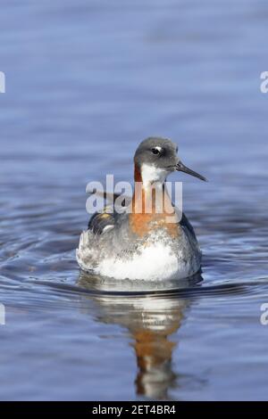 Rothalsphalarope - FemalePhalaropus lobatus Loch of Funzie, Fetlar Shetland, UK BI011025 Stockfoto