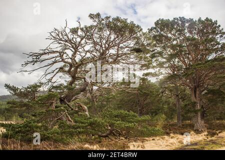 Eine alte knorrige Schottenkiefer, bekannt als Granny Pine, am Ufer des Loch Gamhna im Rothiemurchus Forest, Cairngorms National Park, Schottland Stockfoto