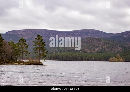 Pinien am Ufer des Loch an Eilein im Rothiemurchus-Wald im Cairngorms National Park, Schottland Stockfoto